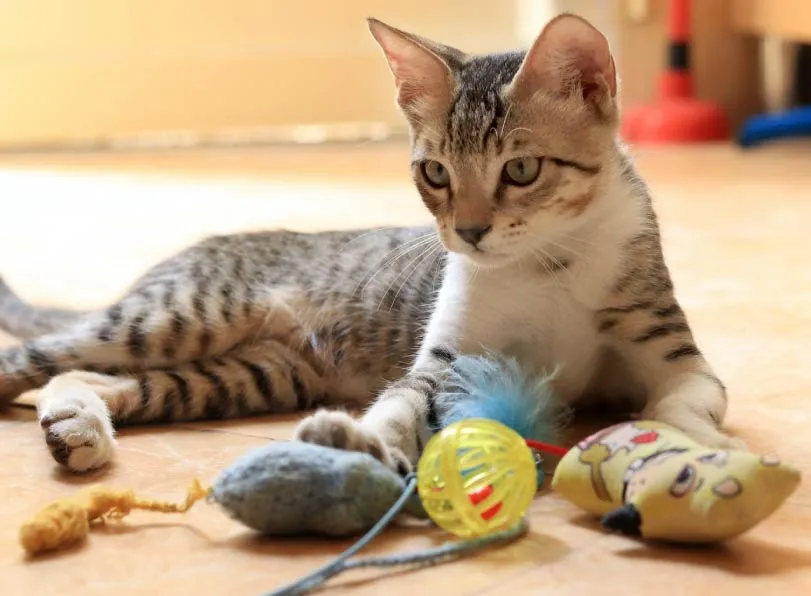 Catnip's Effect on Cats' Behavior