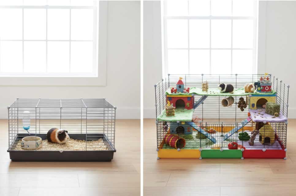 photo of a guinea pig cage transformation in a bright modern living room. Left side shows a plain small wire cage, right side shows a creative multi-level colorful guinea pig setup