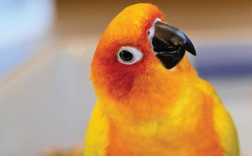 Exotic pet birds
