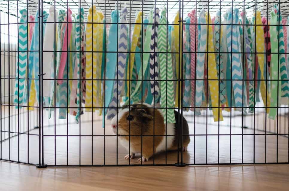 photo of fleece forest strips hanging from cage ceiling with guinea pig walking through them