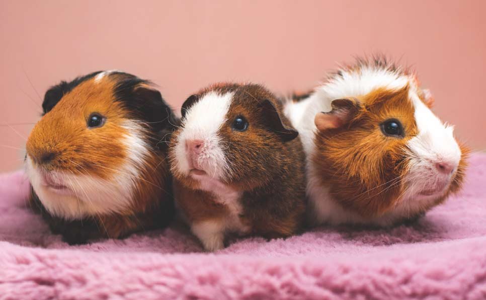 Guinea Pig Cage