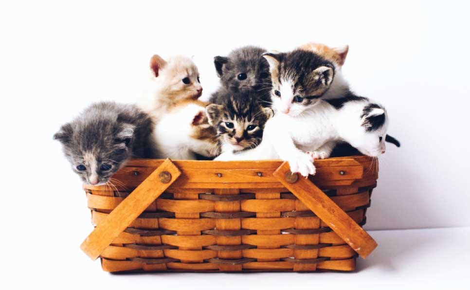 Cat-Breeds