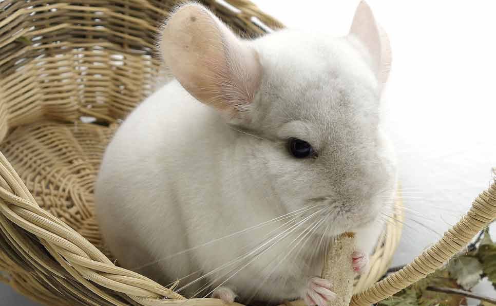 Chinchilla Breeds for Your Lifestyle