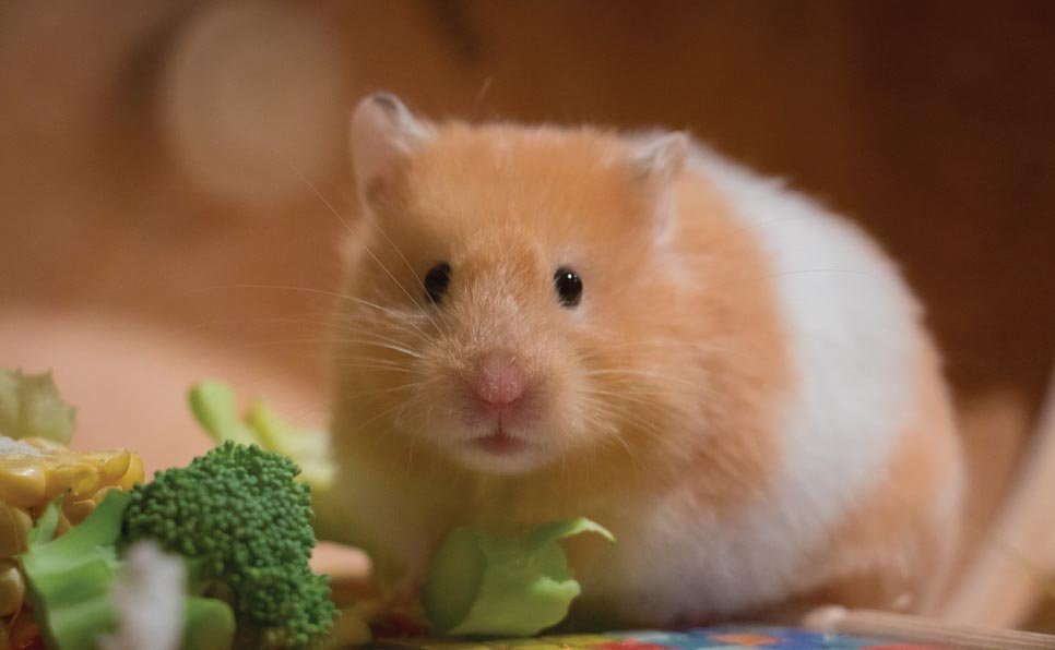 Homemade-treats-for-small-mammals