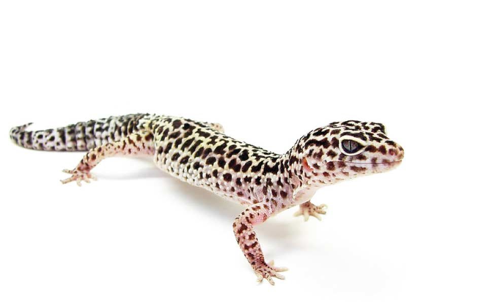 Leopard-Geckos