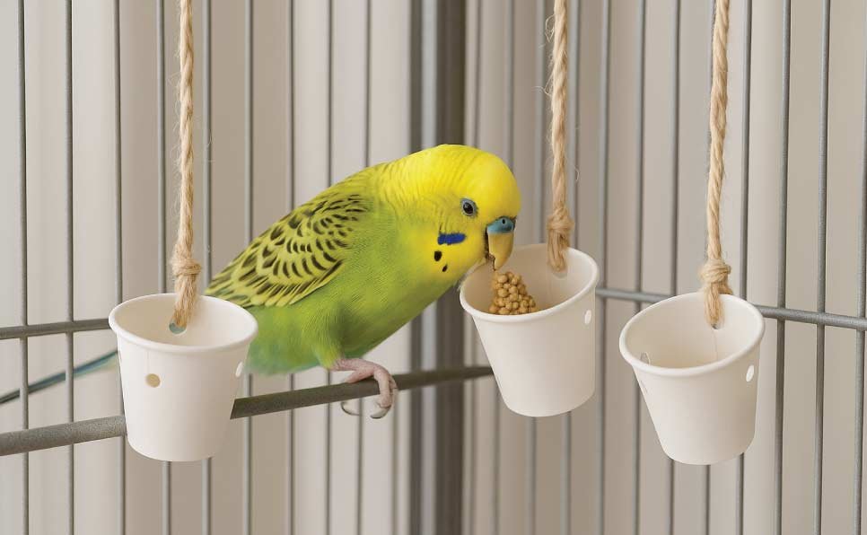 Mini-Foraging-Cups-Parrot-DIY-toy