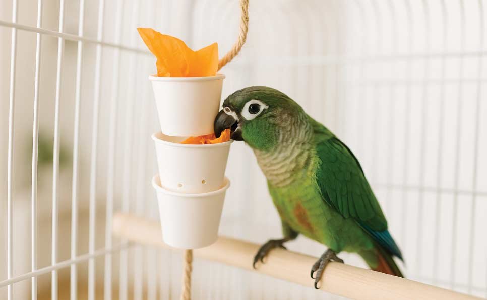 Paper Cup Puzzle Feeder Parrot DIY toy