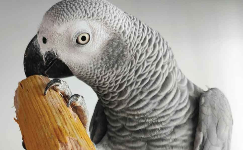 Parrot-Entertained