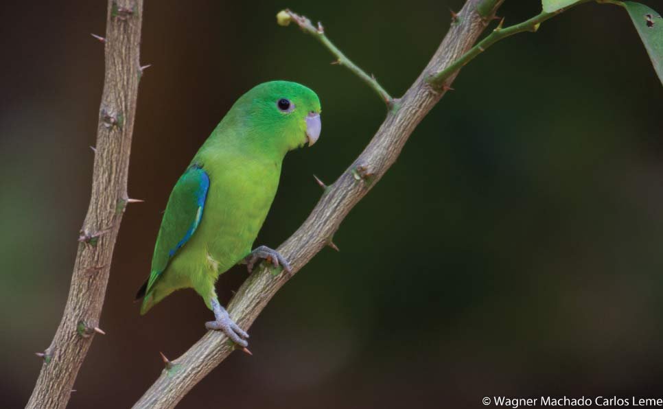 Parrotlets for beginners