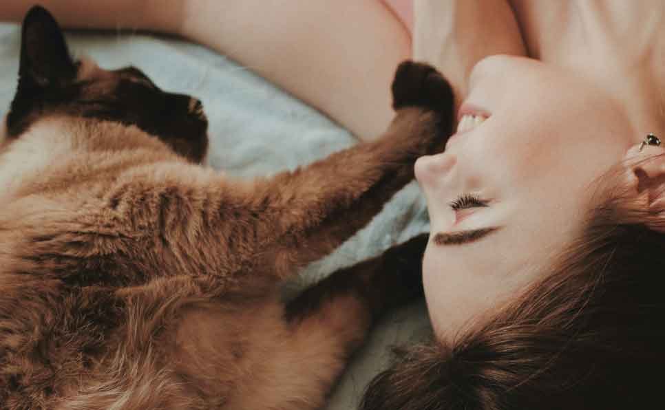 Why Do Cats Make Biscuits? Cat Kneading Explained
