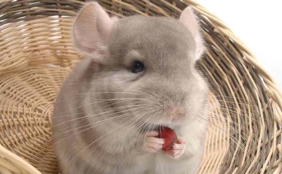 Are chinchillas good pets for beginners