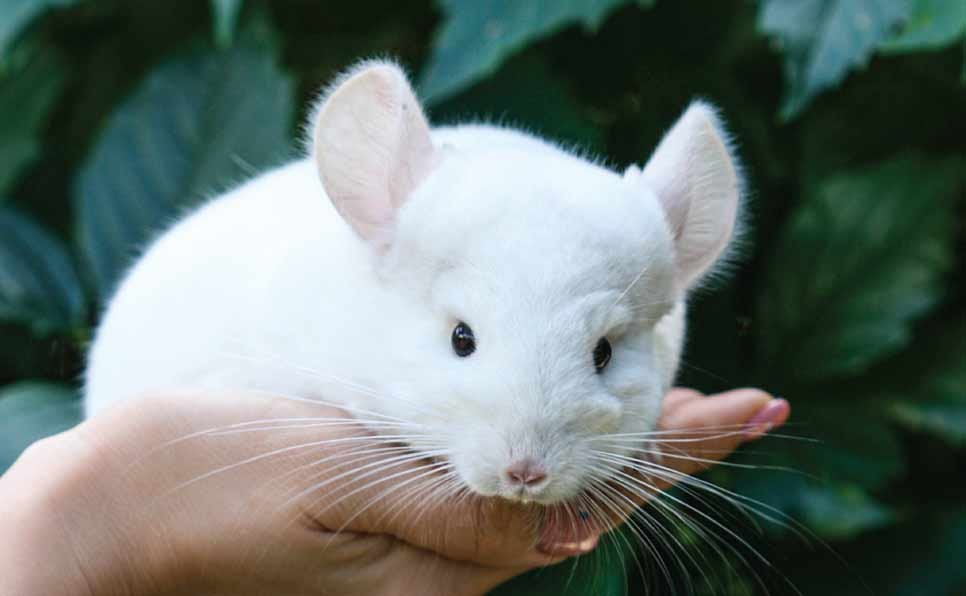 Chinchillas as Pets for beginners