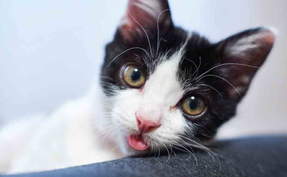 Common-and-Harmless-Reasons-of-a-Cat-Licking-the-Floor