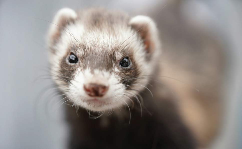 Are Ferrets Good Pets? Essential Considerations