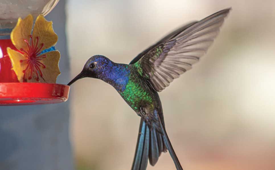 Can-birds-eat-honey-Why-It's-Not-Safe