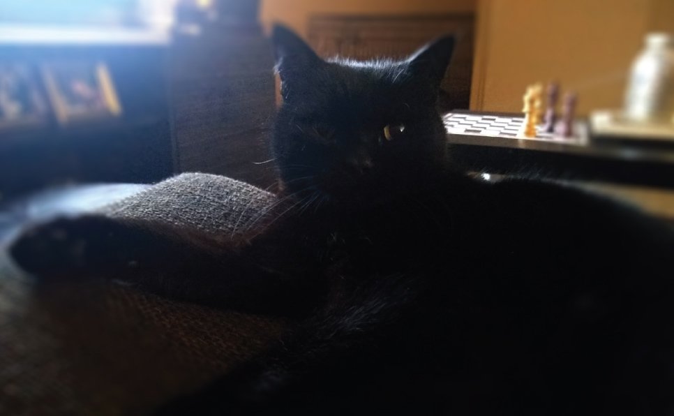 Petsweetjoy-Mousy Black Cat