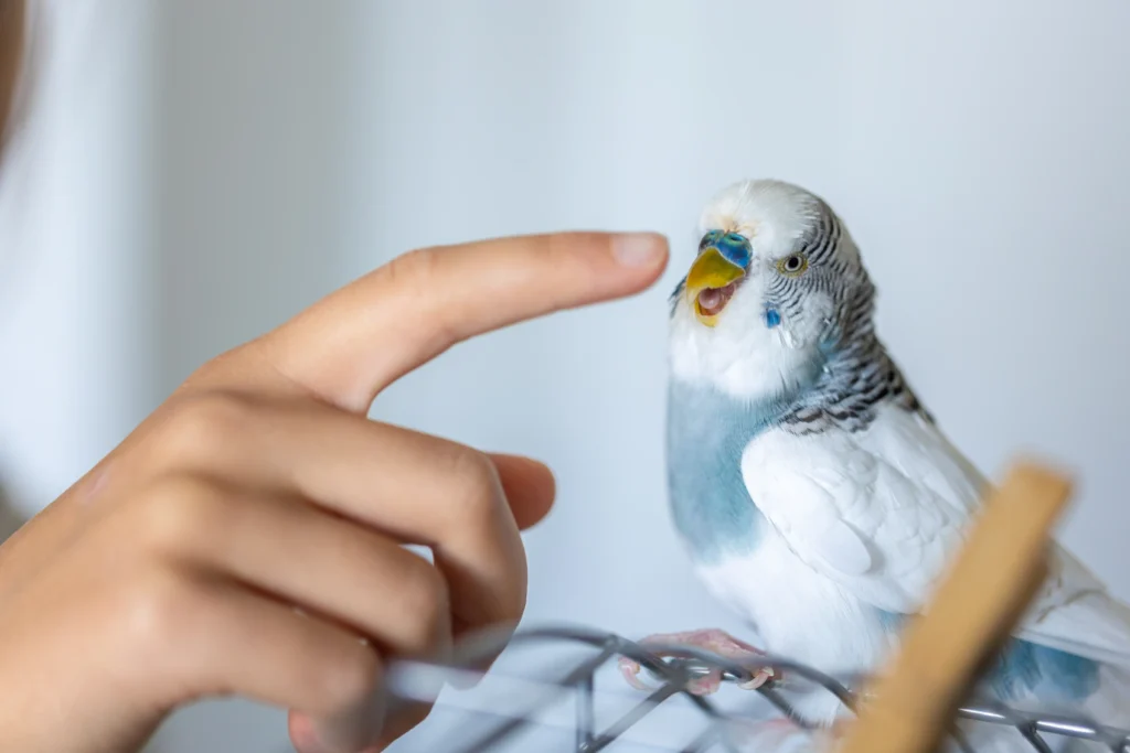How Long Does It Take to Train a Bird (3)