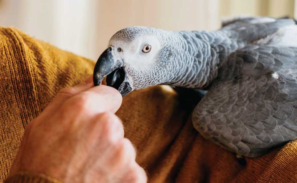 How-Long-Does-It-Take-to-Train-a-Bird