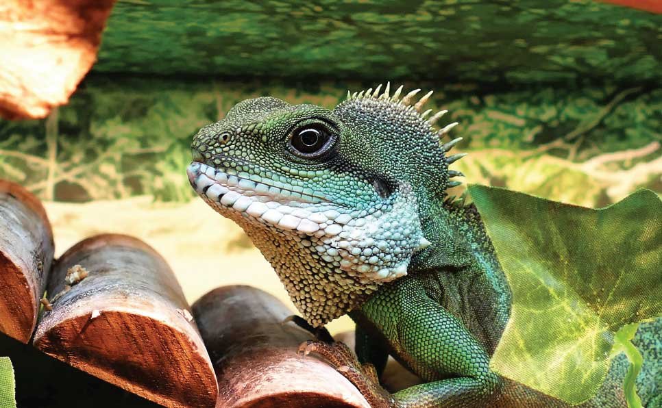 Reptile-Habitat-Mistakes-2