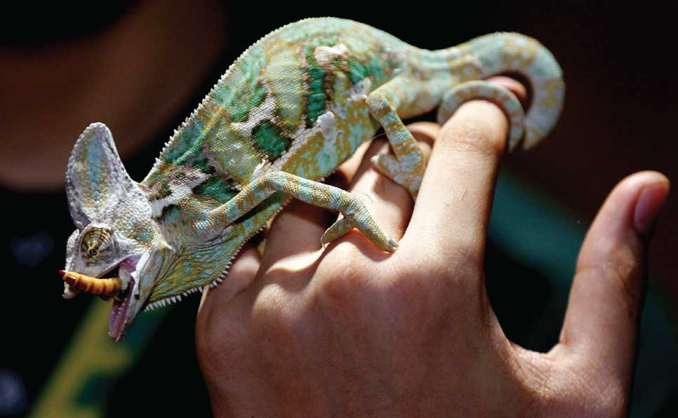 Reptile-Habitat-Mistakes-3