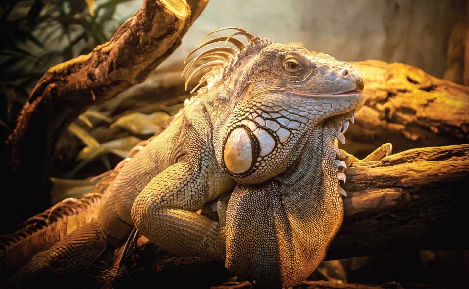 Reptile-Habitat-Mistakes