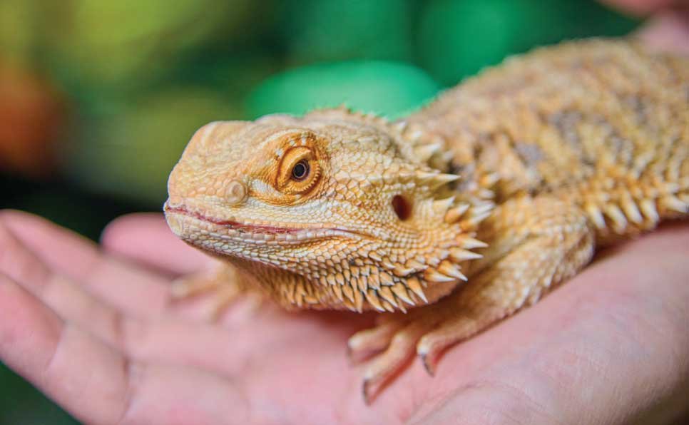 Reptile-Habitat-Mistakes-6