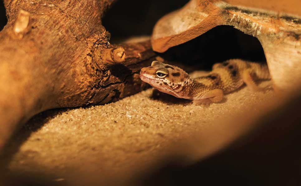 Reptile-Habitat-Mistakes