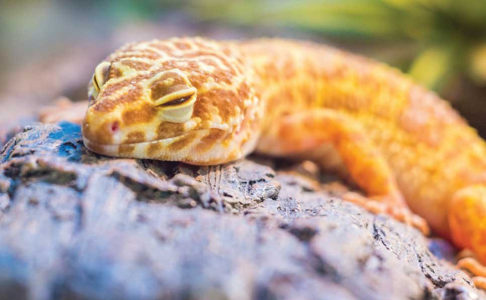 Top-Reptile-Habitat-Mistakes-Beginners-Make