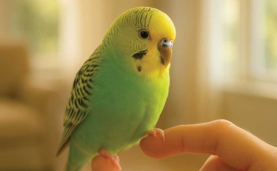 Why-so-many-people-fall-in-love-with-parakeets