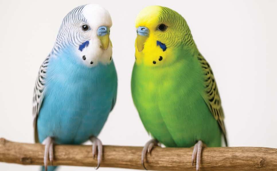 Do Budgies Need to Be in Pairs