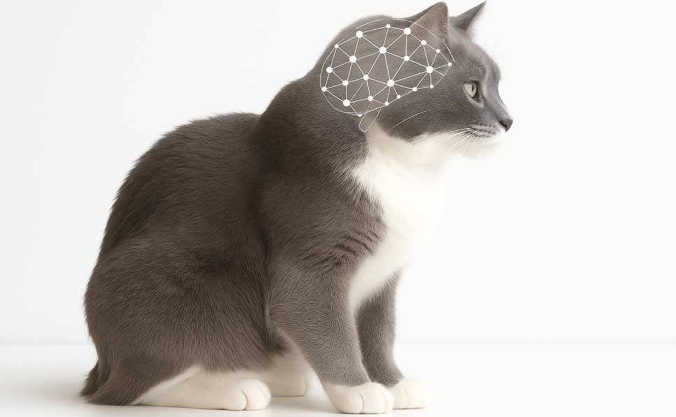 Cat-Brain-Memory