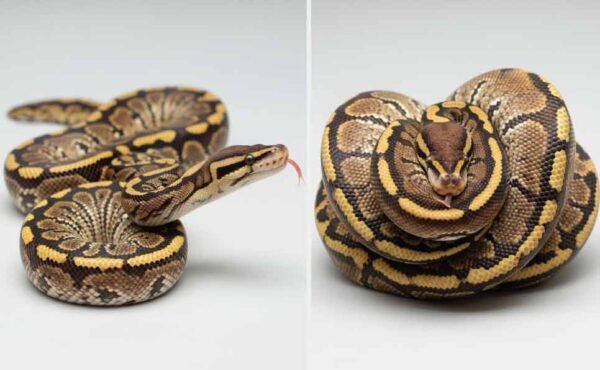 Is a Ball Python a Good Pet? Guide for Beginners and Curious Snake ...