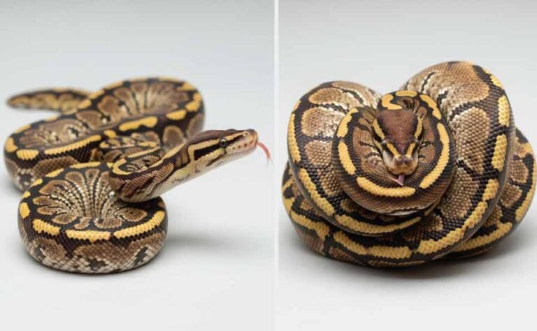 Ball Python Learning Is a Ball Python a Good Pet? Guide for Beginners and Curious Snake ...
