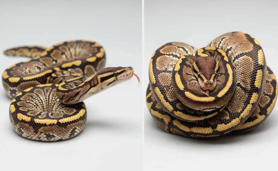 Ball-Python-Body-Language-Examples