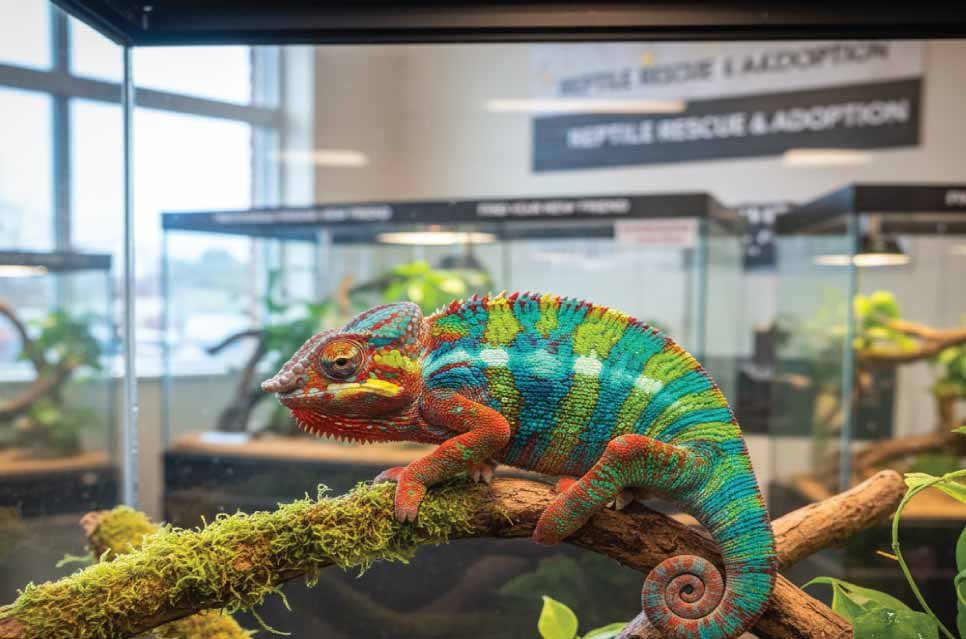 Chameleon in an adoption center