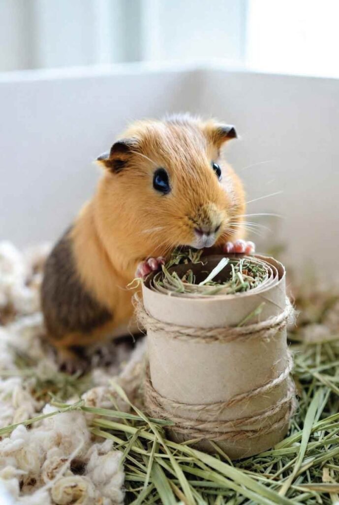 DIY hay roll toy providing enrichment for guinea pigs