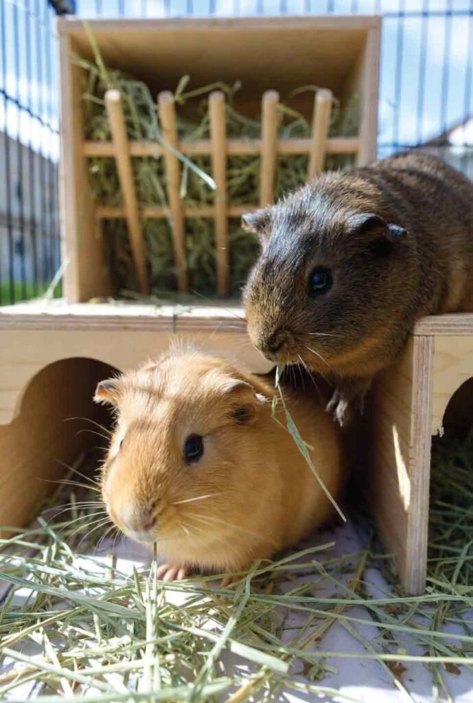Two guinea pigs eating hay , the foundation of a balanced diet