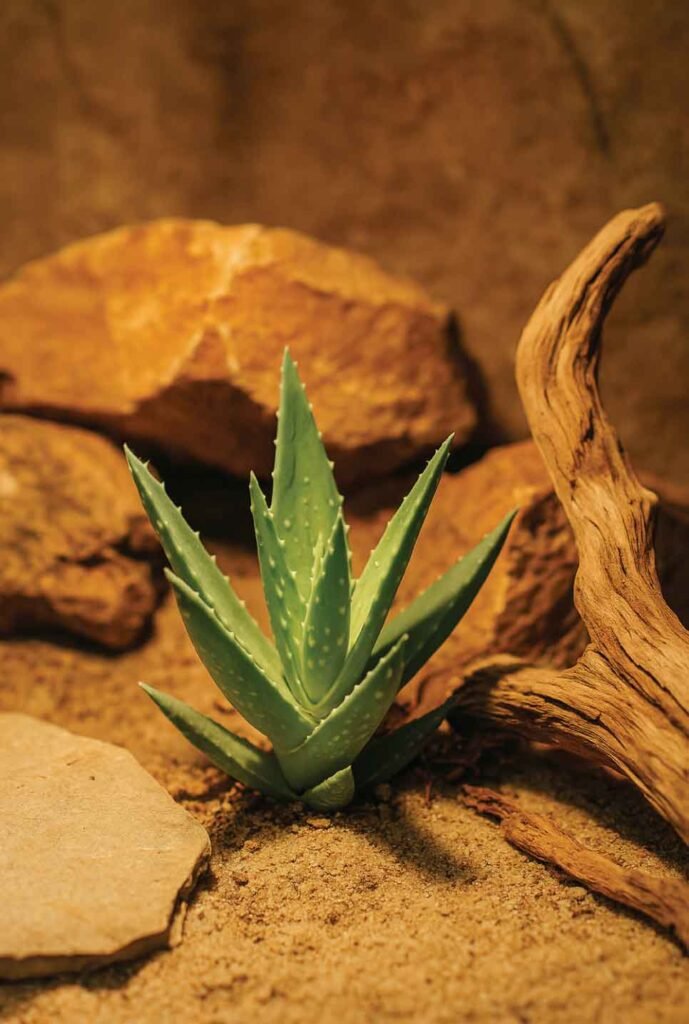 Arid-Plants-Bioactive-reptile-setup