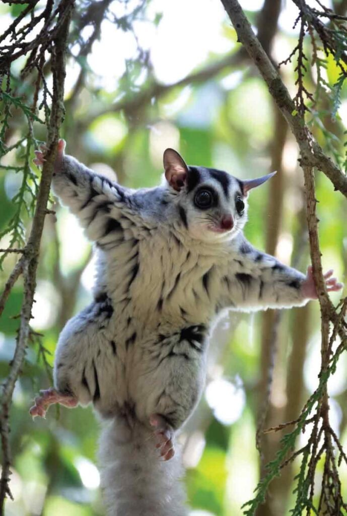 Sugar-Gliders-as-Pets