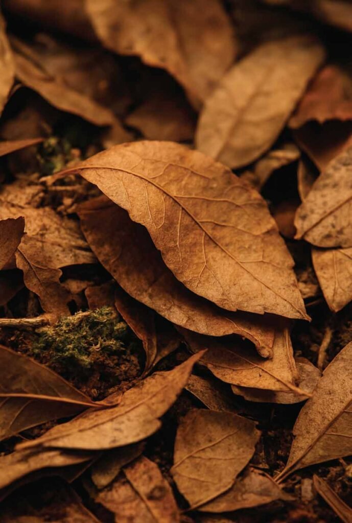 Leaf Litter Coverage