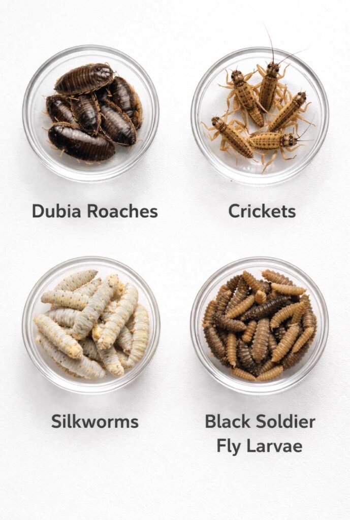 Variety of healthy feeder insects for leopard geckos including Dubia roaches and crickets