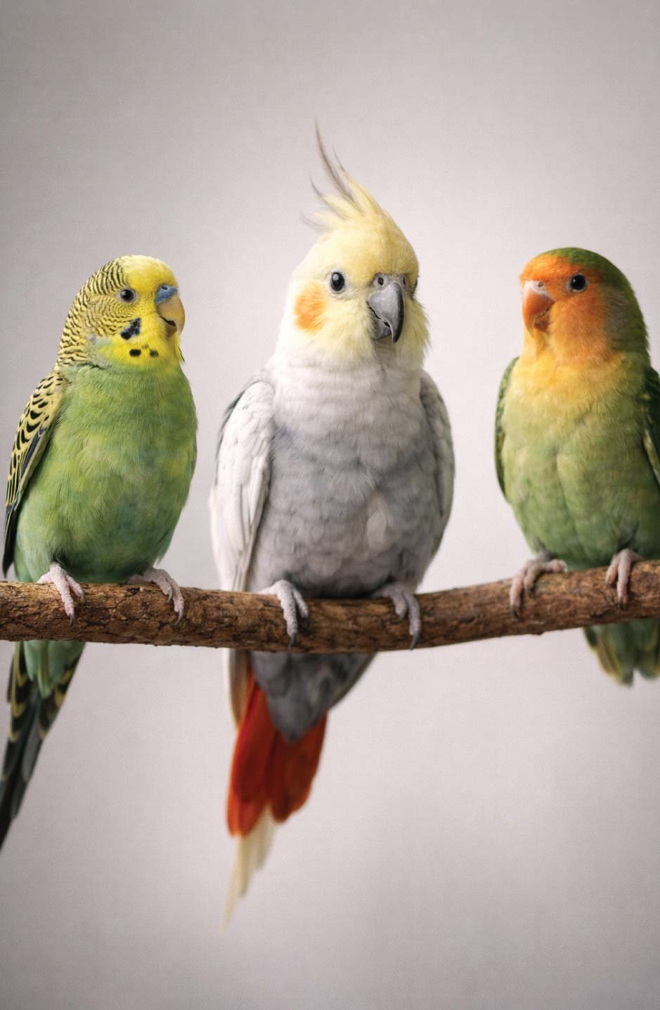 Pet Bird Body Language Explained: What Feathers, Eyes & Posture Really ...