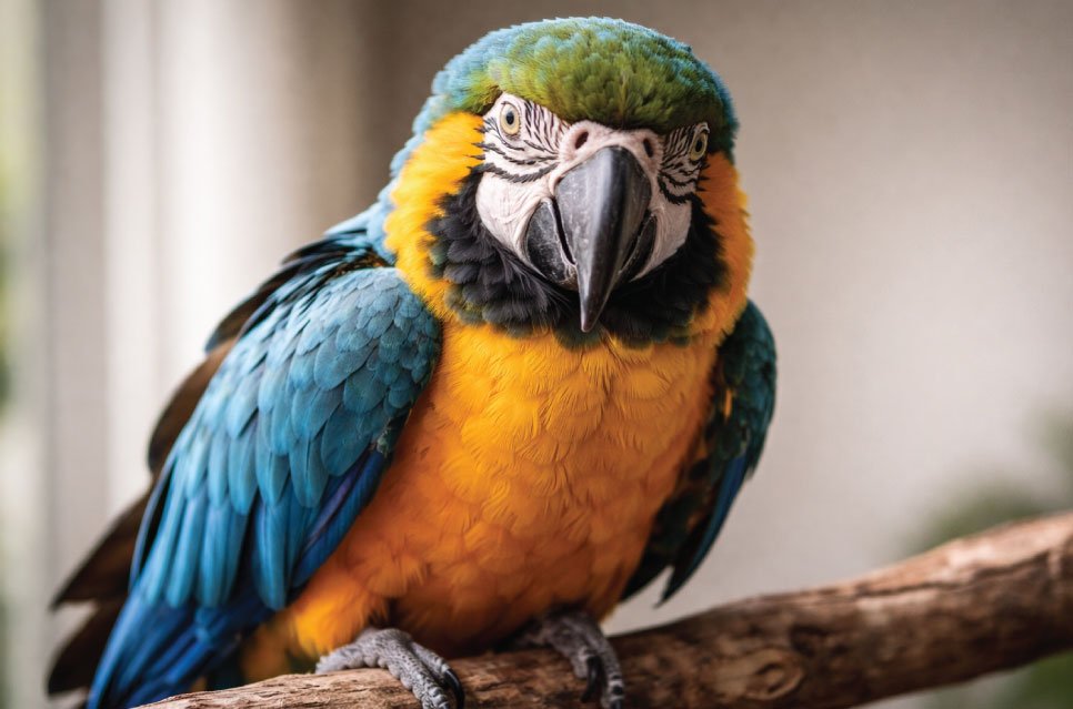 Colorful parrot with expressive eyes perched on branch demonstrating alert body language