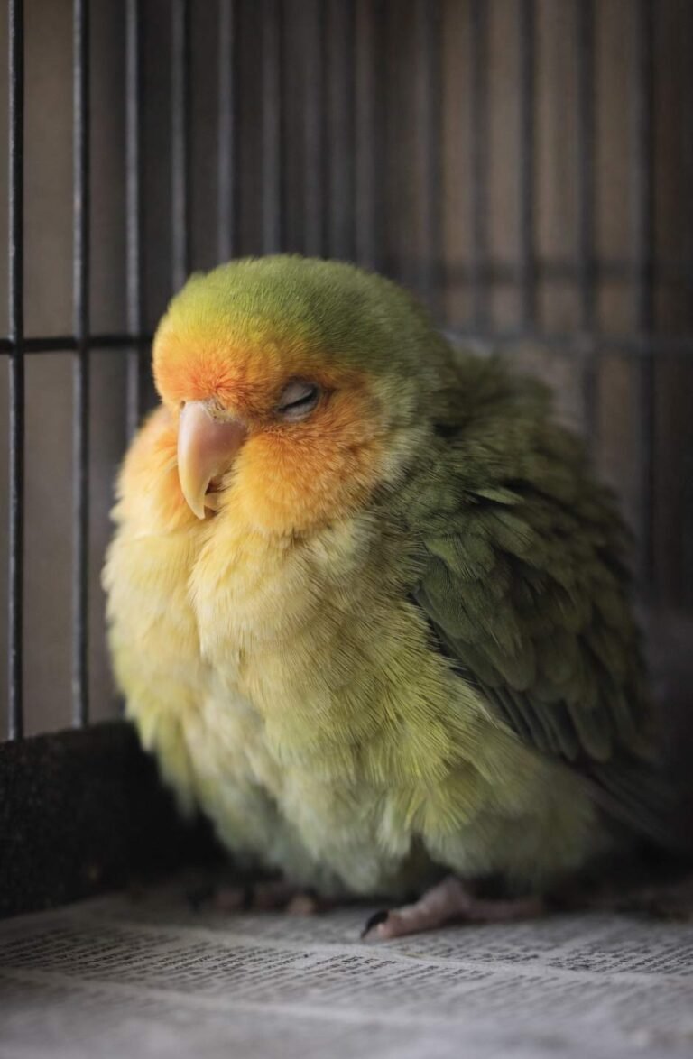 Pet Bird Body Language Explained: What Feathers, Eyes & Posture Really ...