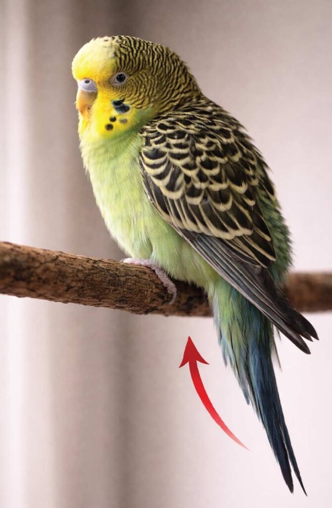 Parakeet on perch showing tail bobbing movement indicating respiratory distress