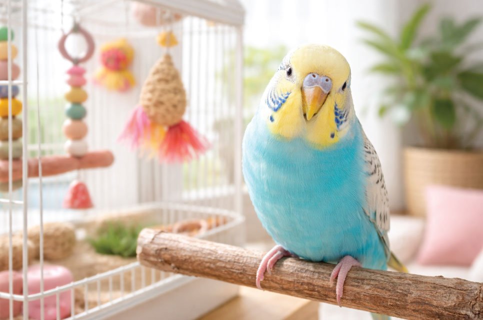 Create a thriving environment with our recommended flight cages, nutritious foraging diets, and non-toxic entertainment.