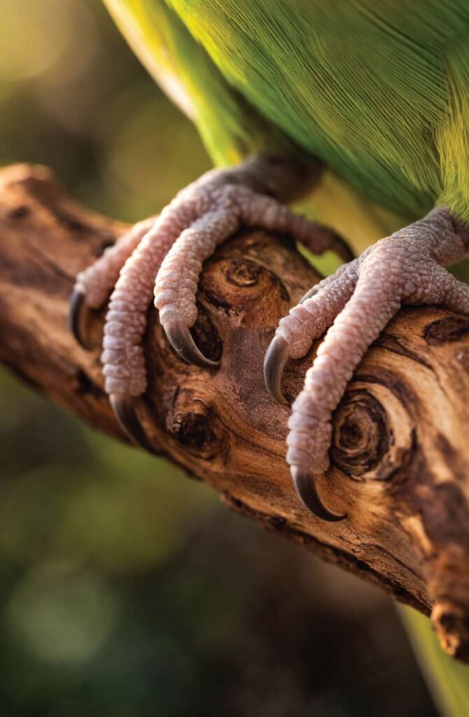 Close-up of healthy parrot feet gripping natural varied-diameter wood branch showing proper perch grip