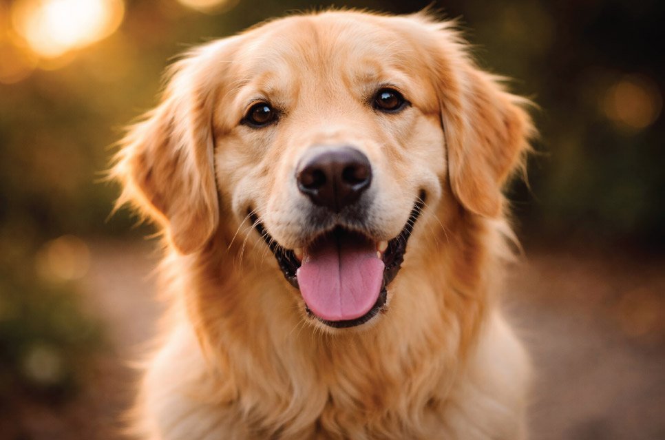 Close-up portrait of a golden retriever making eye contact showing how dogs remember their owners