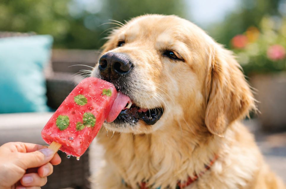 6 Easy DIY Frozen Dog Treats