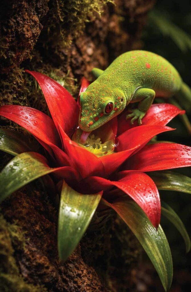 Day gecko drinking from bromeliad water cup mounted on cork bark in tropical terrarium